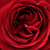 Roșu - Trandafir pentru straturi Floribunda - Look Good Feel Better™